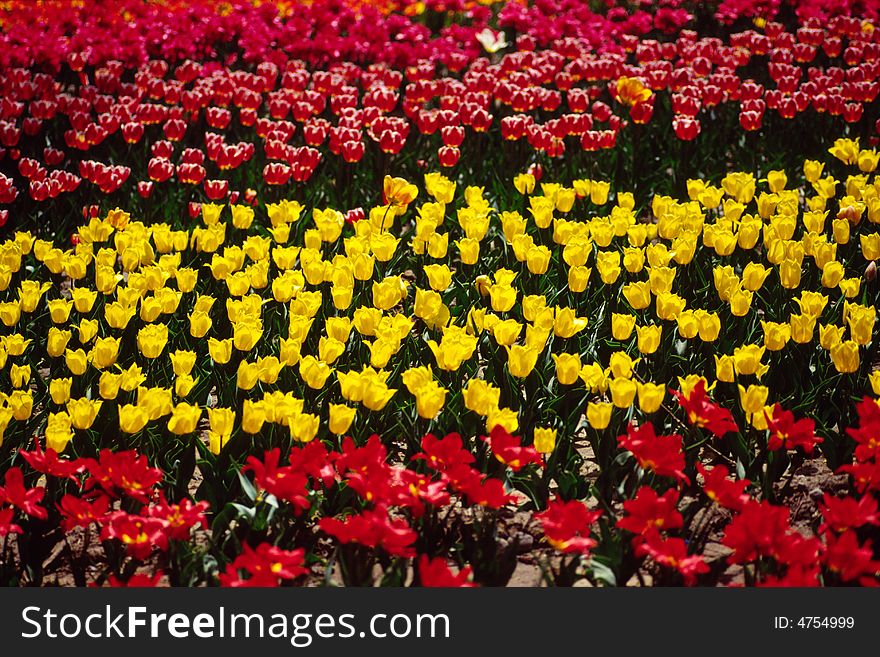 Tulips of three different colors. Tulips of three different colors