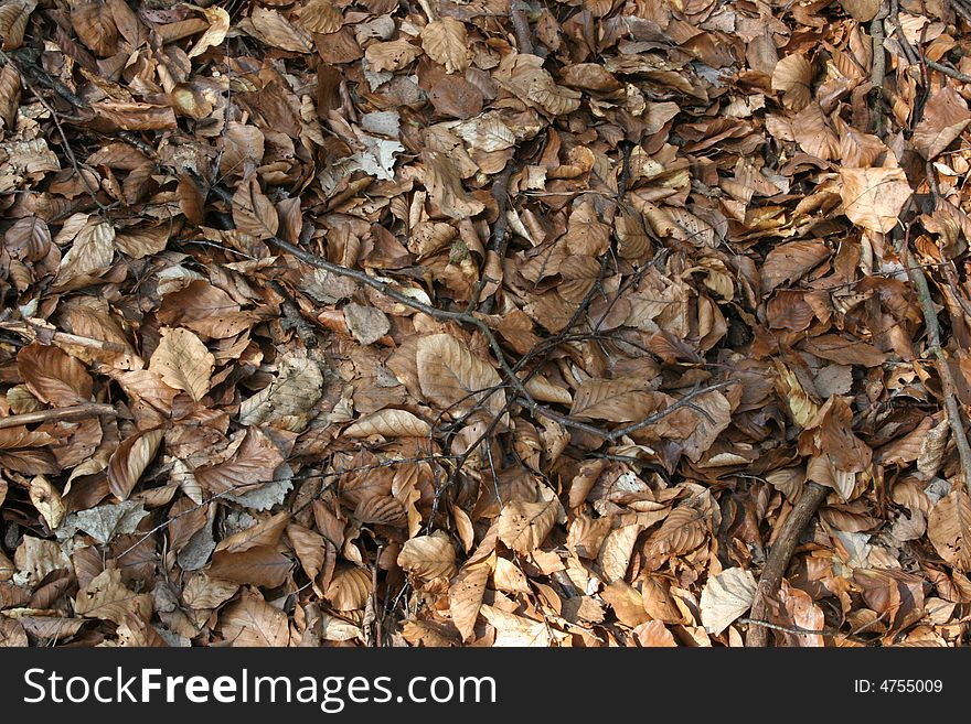 Brown and orange leafes, autumn background