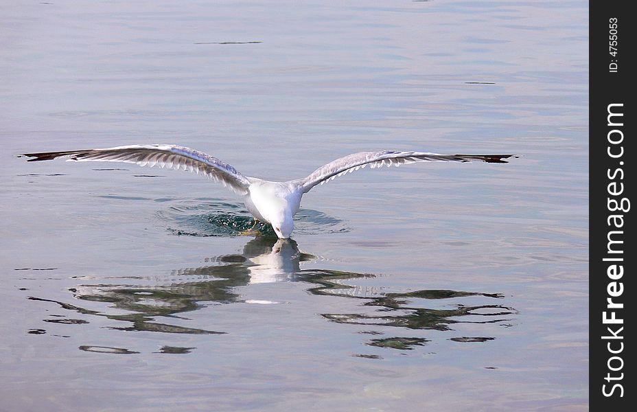 One seagull fishes under water. One seagull fishes under water