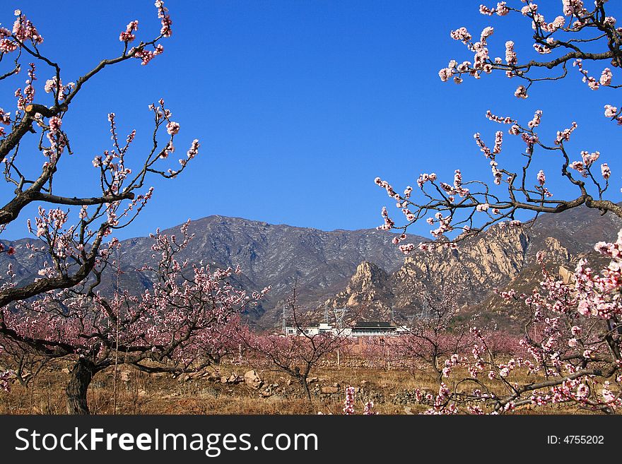 Mountain apricot blossom spring Beijing. Mountain apricot blossom spring Beijing