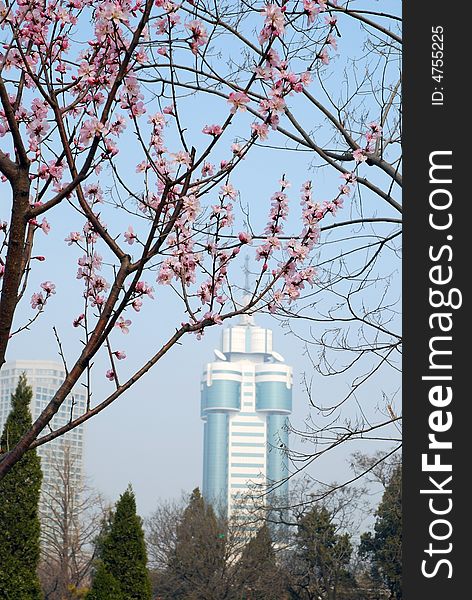 A pink peach blossom on early spring in Labor Park Dalian, China