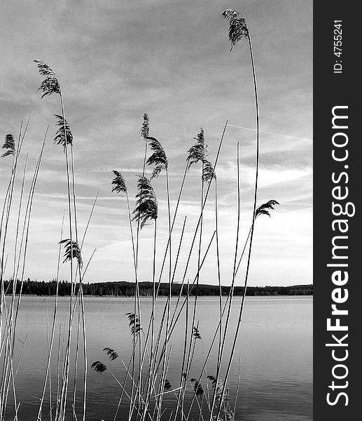 Lake sun spring reed fishpond