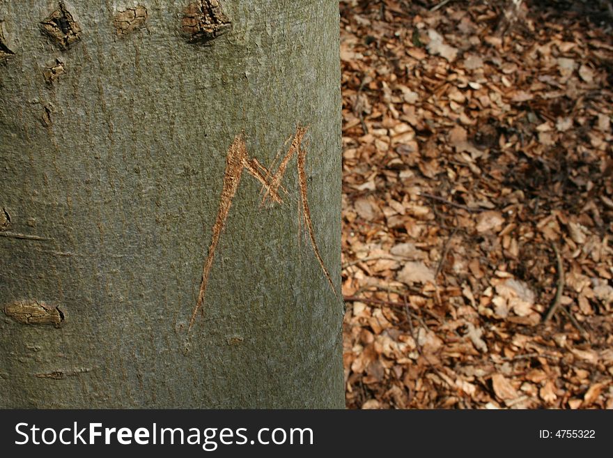 Letter, caption on a trunk in forest. Letter, caption on a trunk in forest