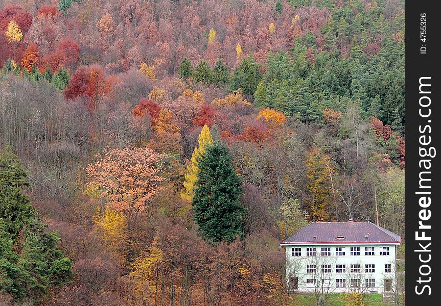 Autumn fall natur forest school