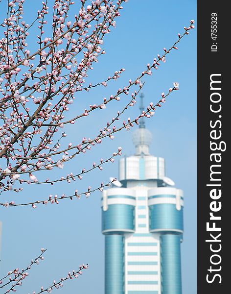 A pink peach blossom on early spring in Labor Park Dalian, China