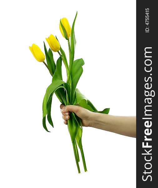 Three tulips in a hand