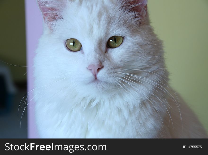 A beautiful little white cat