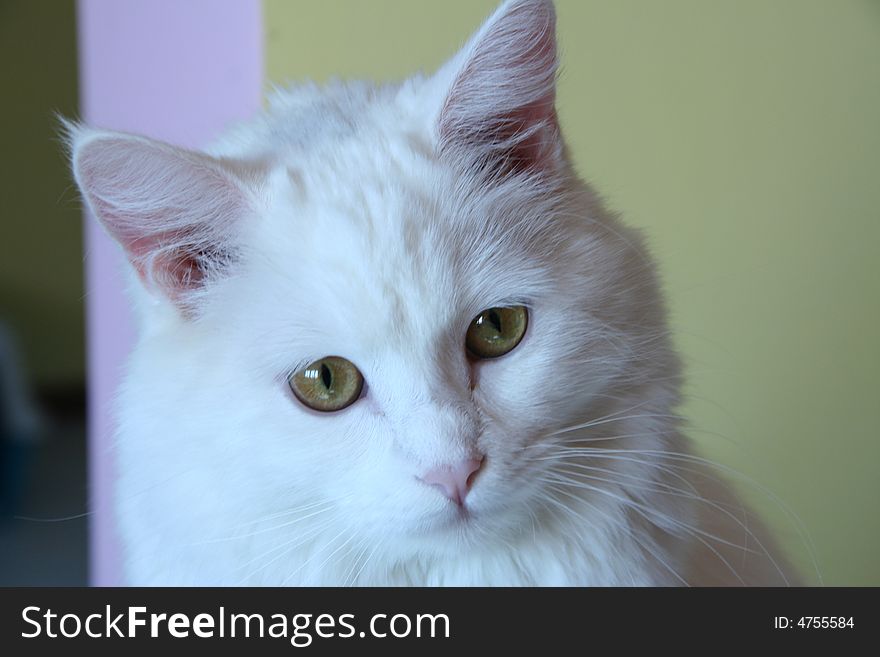 A beautiful little white cat