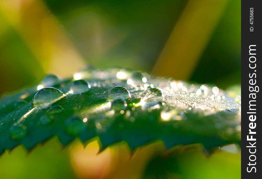 Leaf with morning waterdrops  shallow  DOF. Leaf with morning waterdrops  shallow  DOF