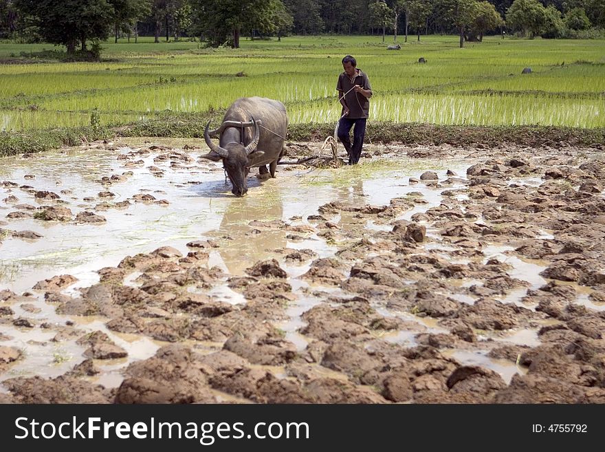 In some parts of Asia, the water buffalo as a working animal use. In some parts of Asia, the water buffalo as a working animal use