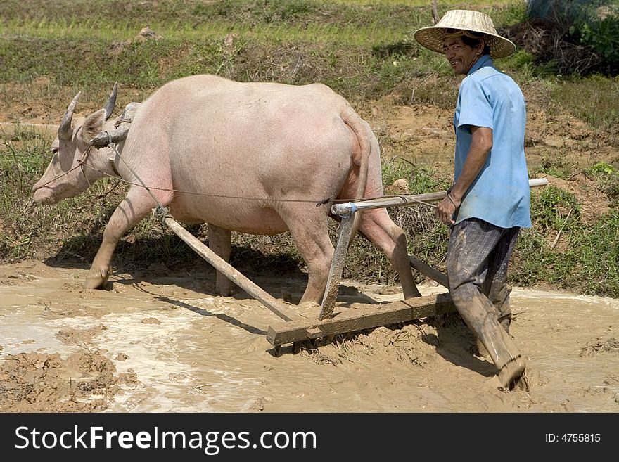 Plough with water buffalo