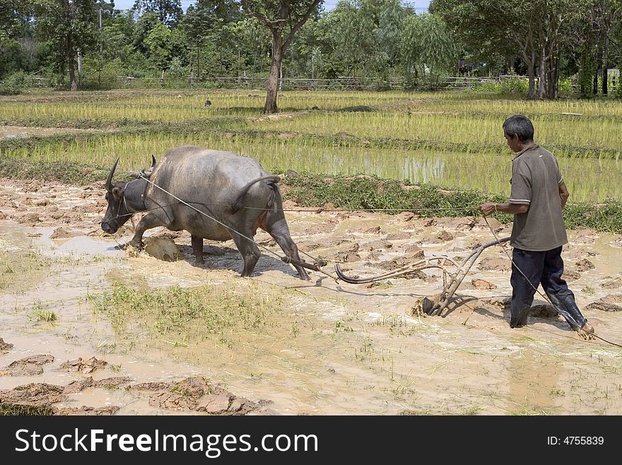 Plough with water buffalo