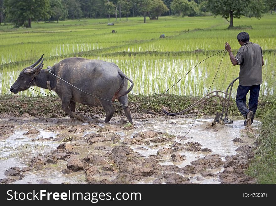 Plough with water buffalo