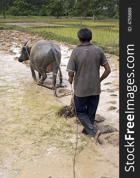 Plough with water buffalo