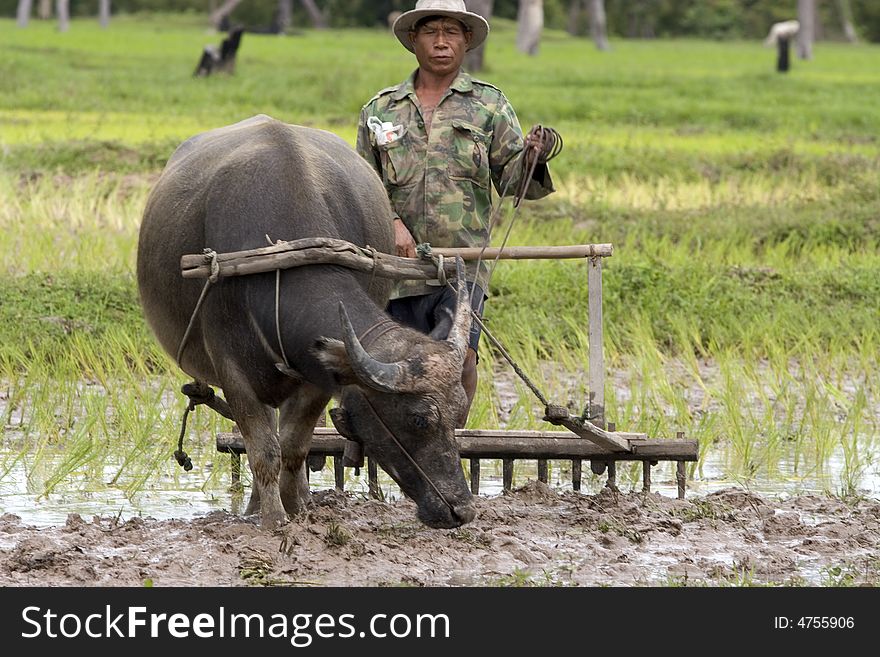 Plough with water buffalo