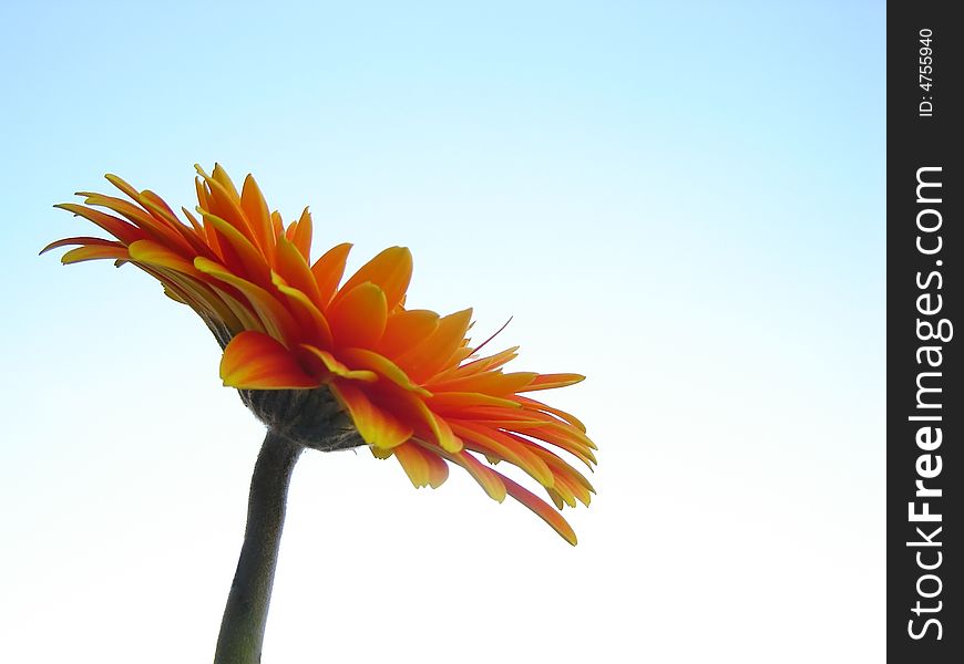 Orange gerber facing the sky.