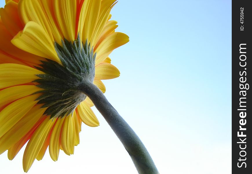 Yellow gerber shown from backside, looking up towords the blue sky.