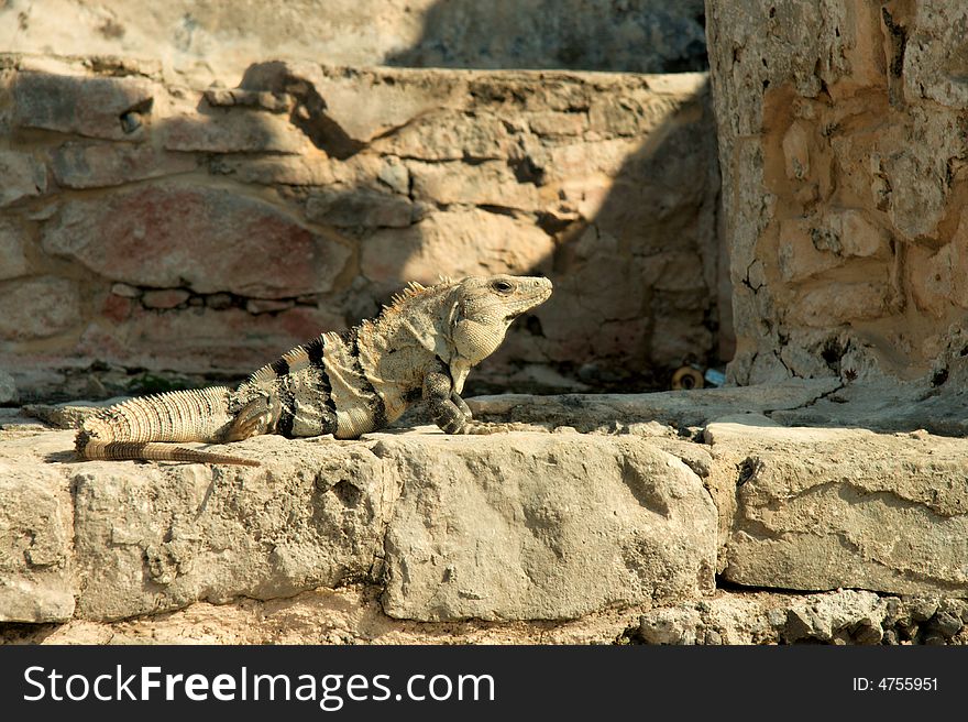 Iguana resting on ruins in Mexico.