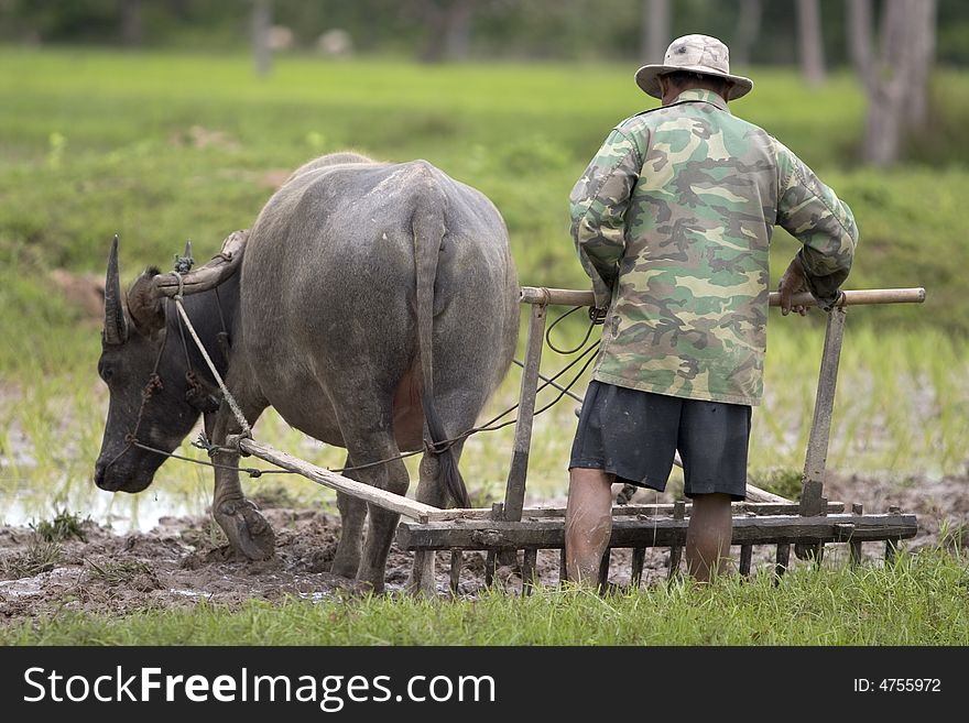 Plough with water buffalo