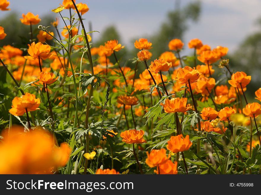 A lot of orange flowers in the countryside at summer time