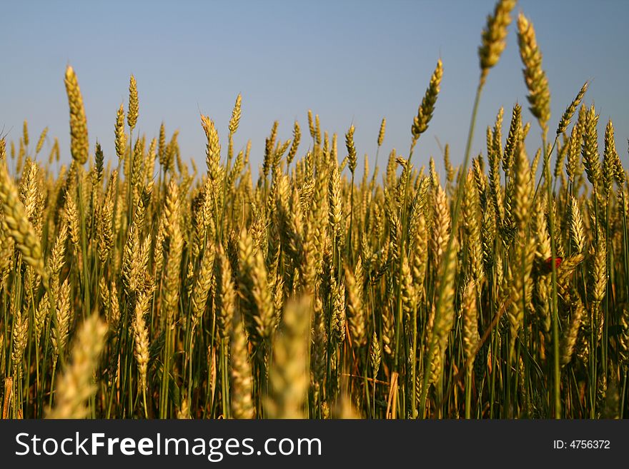 Cereal field, summer landscape, clear sky