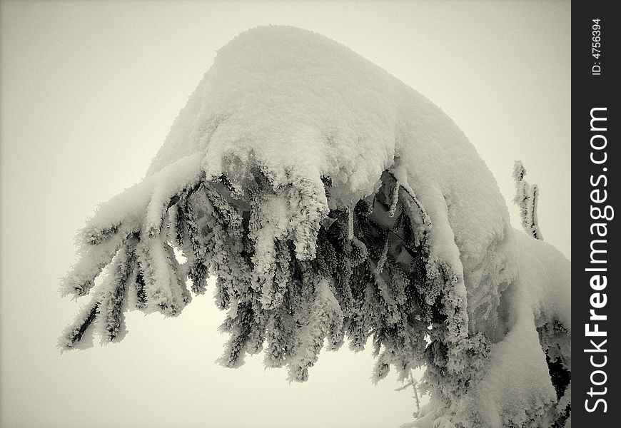 Spruce, tree, snow, nature, cold, pine, woods, coniferous,. Spruce, tree, snow, nature, cold, pine, woods, coniferous,