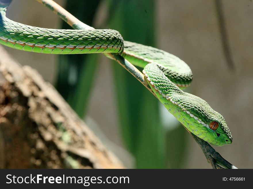 A green sneaking snake with red eyes