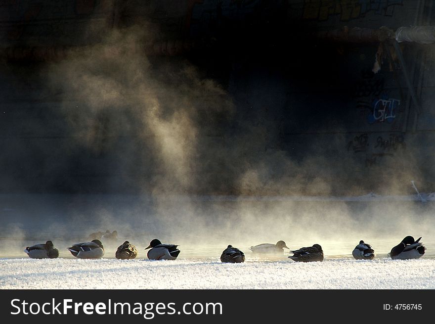 A group of ducks sitting on the ice