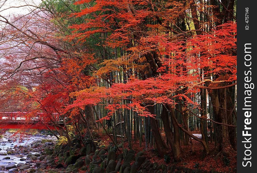 Japanese autumn scenery in mountain park-16. Japanese autumn scenery in mountain park-16