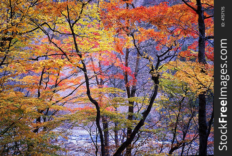 Japanese autumn scenery in mountain park-16. Japanese autumn scenery in mountain park-16