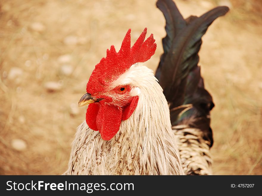 A close up of a red rooster. A close up of a red rooster