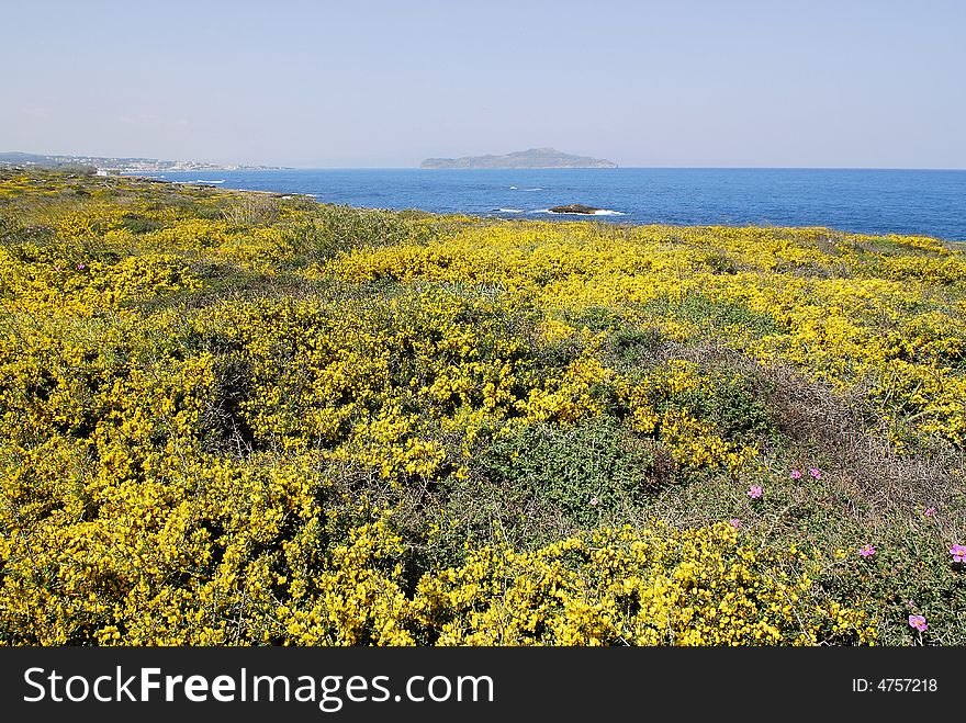 Yellow flowers in a meadow at the shore of mediterranean sea in Crete. Yellow flowers in a meadow at the shore of mediterranean sea in Crete