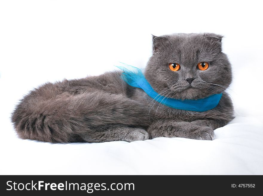 Scottish fold cat grey furry plushy