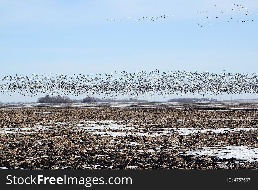 Flock of snow geese taking flight from field heading north in early spring. Flock of snow geese taking flight from field heading north in early spring