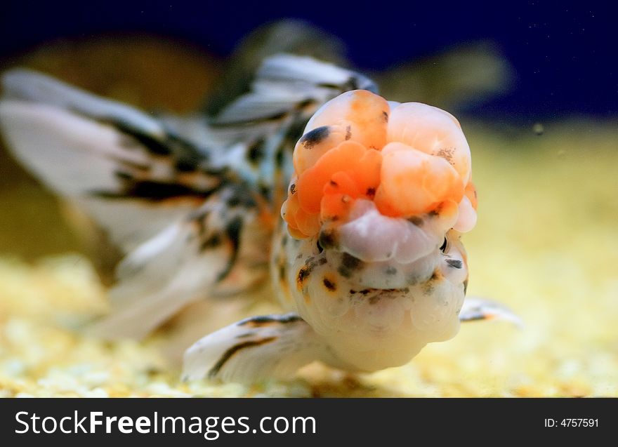 Goldfish Closeup