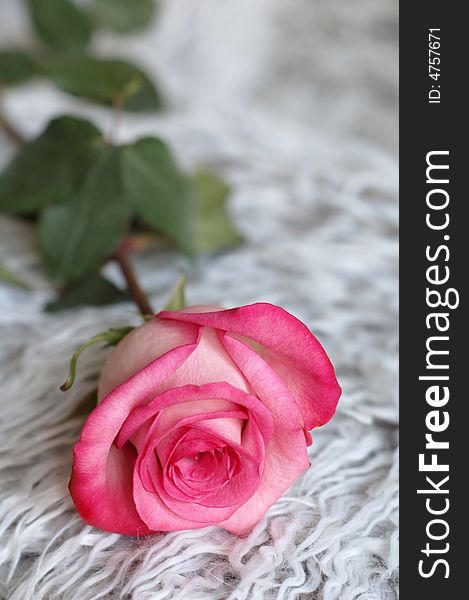 The beautiful pink rose, close-up