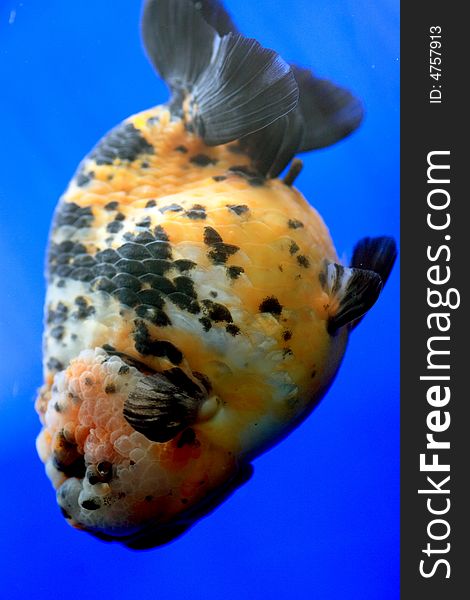 A beautiful goldfish close up. A beautiful goldfish close up