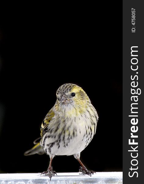 Female siskin on branch isolated over black