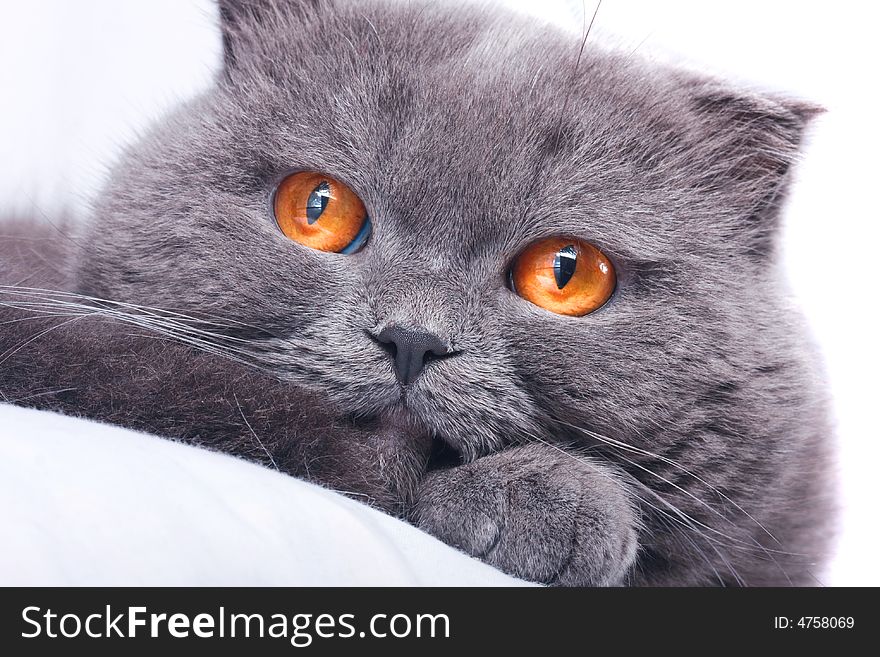Scottish fold cat grey furry plushy