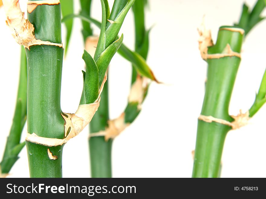 Green fresh bamboo isolated on the white