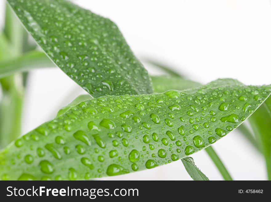 Close-up of fresh green bamboo leaf with drops of dew