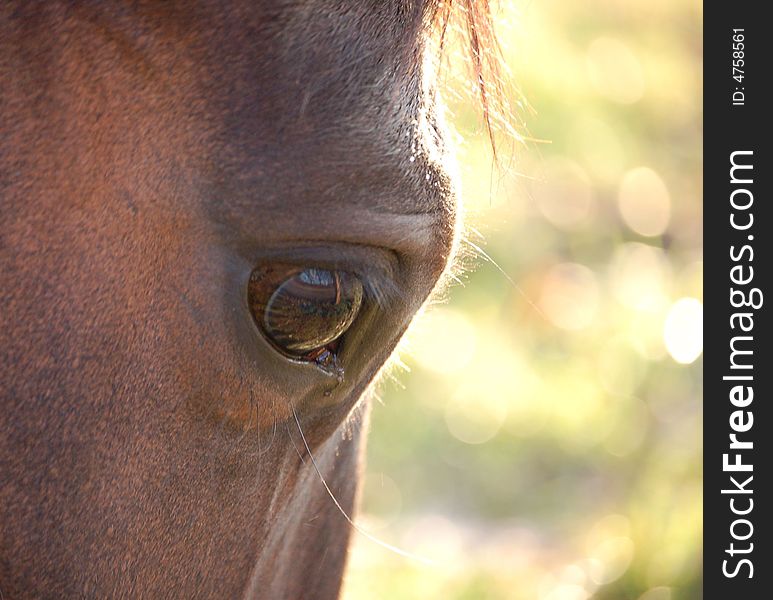 Brown horse eye, dreaming in the sunlight