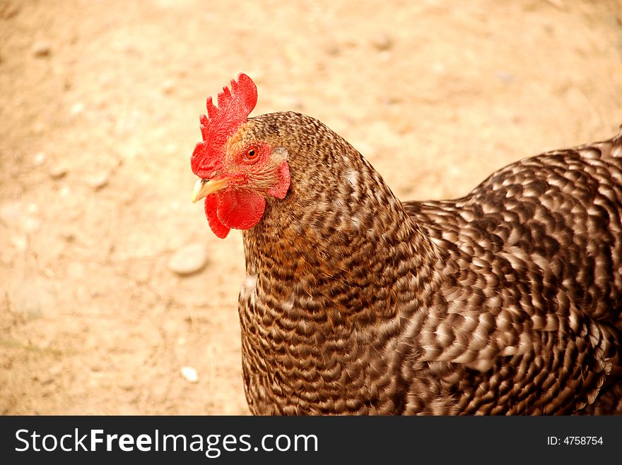 A brown hen close up in a farm