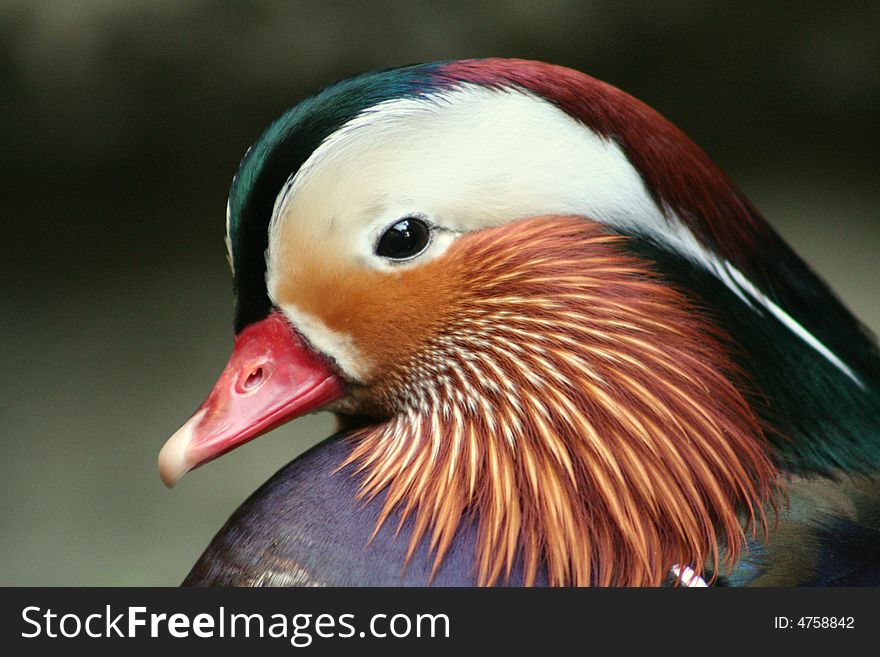 A closeup of a colorful Mandarin Duck.