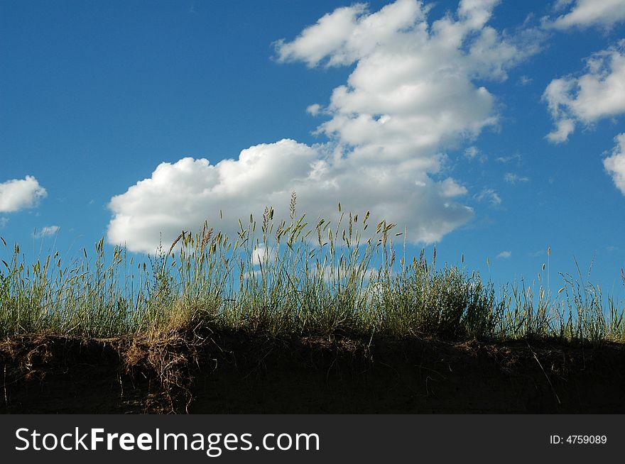 Grassland beautiful under the blue sky and white cloud