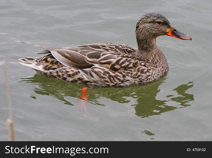 Female mallard swimming in the park