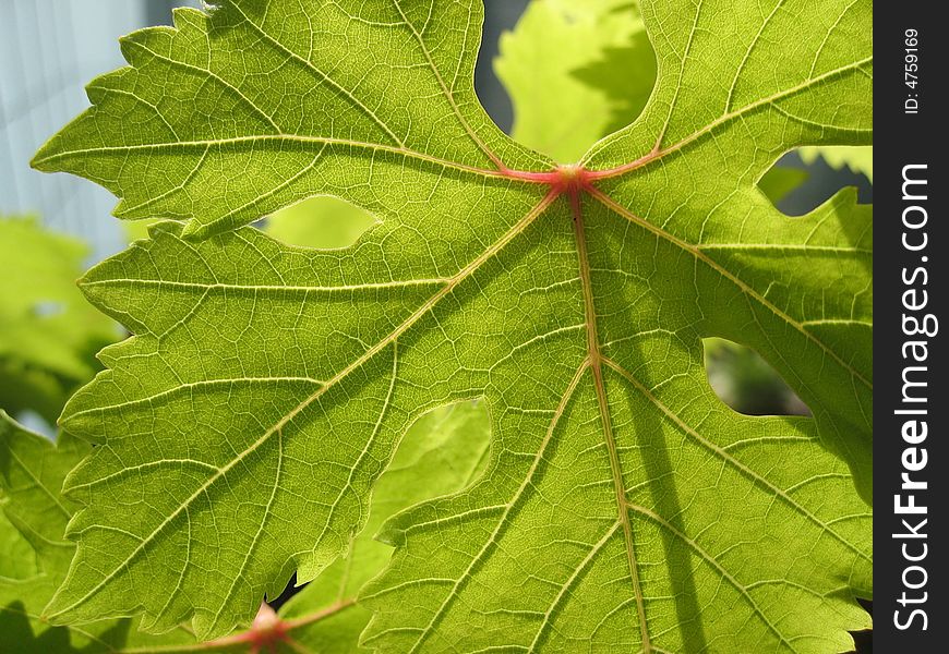 Leaf of e grape plant in bright sun light with the nerv viseble. Leaf of e grape plant in bright sun light with the nerv viseble