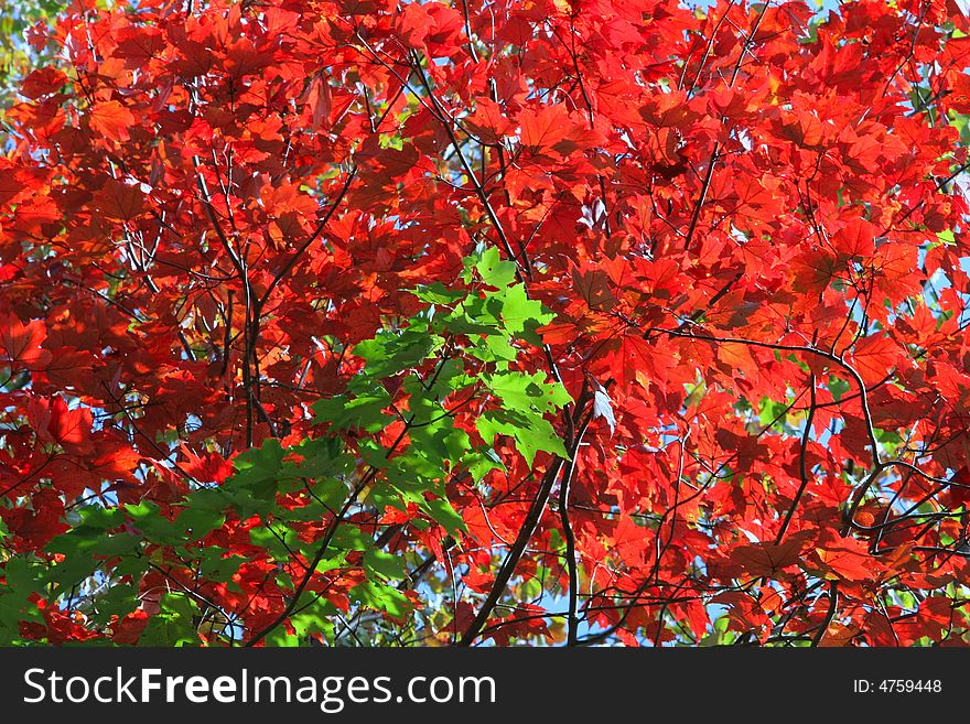 Bright Red Leaves form a Colorful background to vibrant Green Foliage. Bright Red Leaves form a Colorful background to vibrant Green Foliage