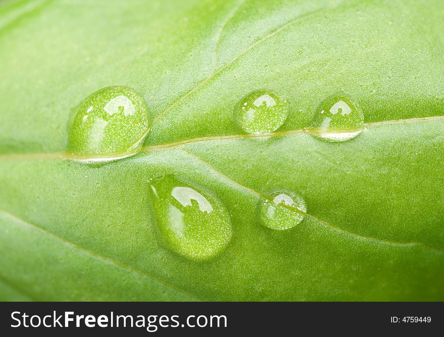 Basil leaf - close up at waterdrops