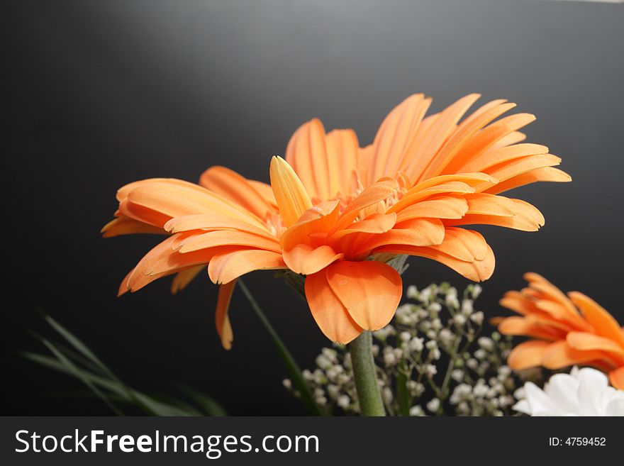 Flowers on a black bacground. Flowers on a black bacground